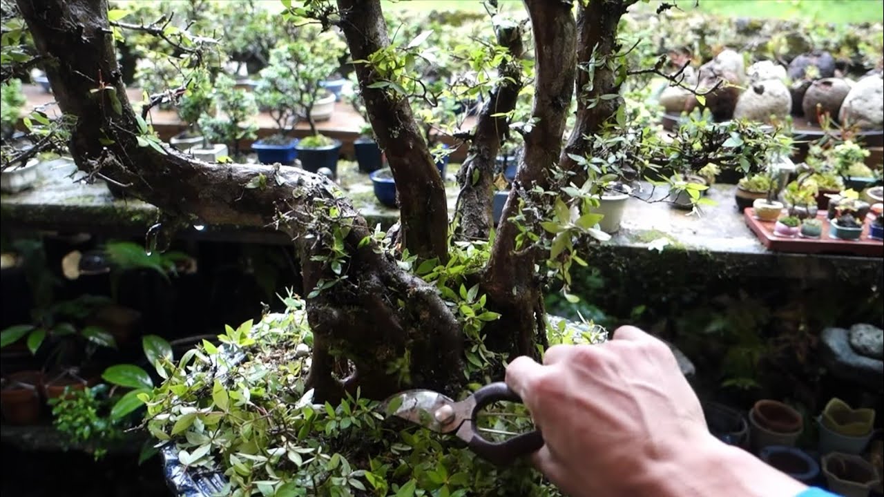 Bonsai diary】 フジツツジ（山採り素材）♯293 - YouTube