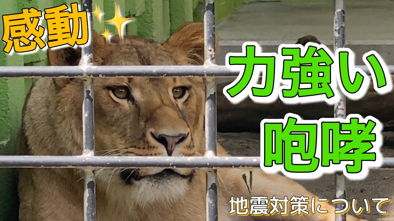 Kushiro Lion] Can you hear me,Mommy and Daddy?Moved by her
