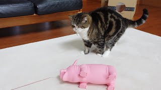 マッサージされたいブタさんとねこ。-The pig wants Maru to massage