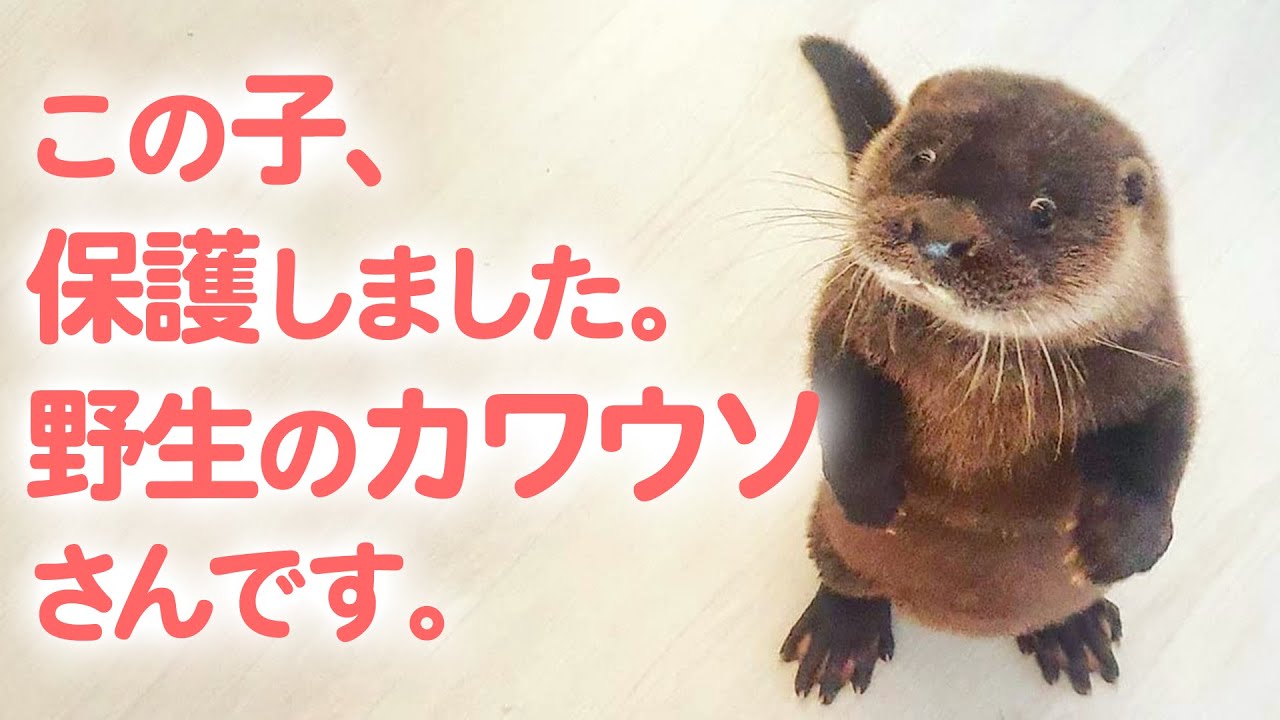 A wild otter becomes part of the family! From Rescue to Return
