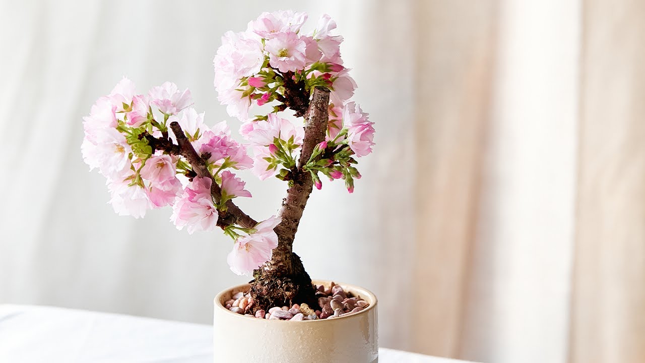 旭山桜の楽しみ方／お手入れ方法【青山フラワーマーケット】 - YouTube