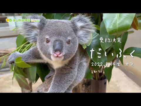 東山動植物園公式】愛称決定：りんの赤ちゃん《 コアラ 》 - YouTube