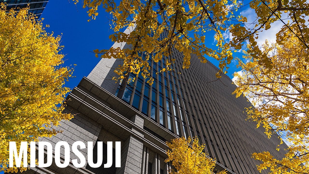 御堂筋の銀杏並木 2025 Osaka Walk- Ginkgo Trees along Midosuji 4K