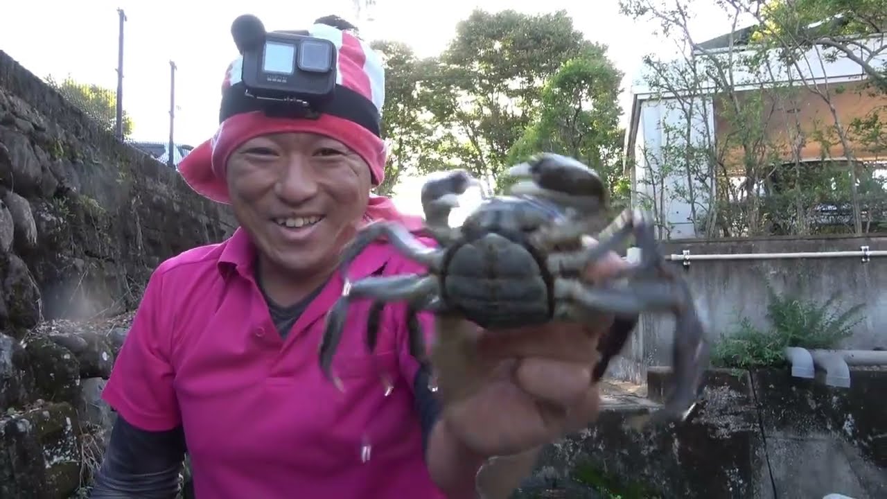 Catching mitten crabs in a residential area irrigation canal - YouTube