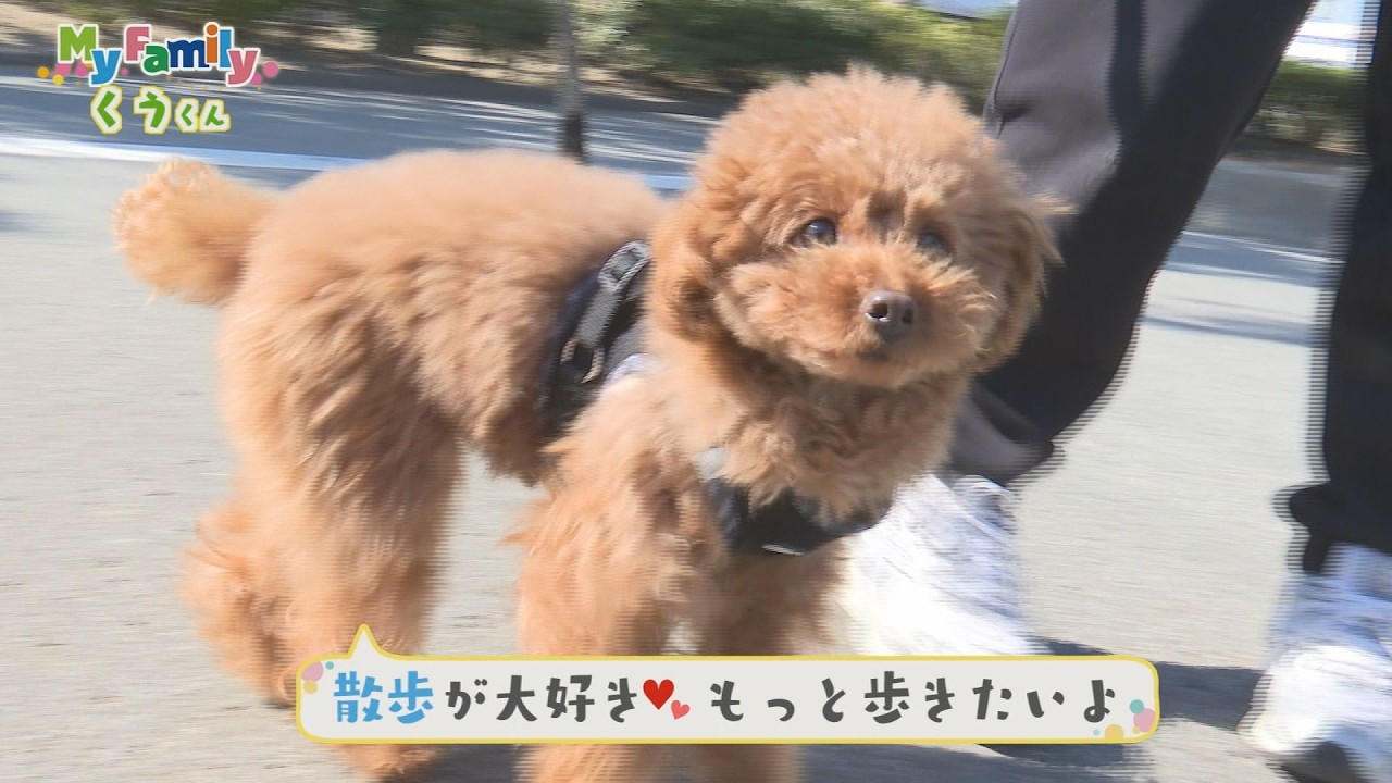 My Family トイ・プードルのくうくん【テレビトクシマ】 - YouTube