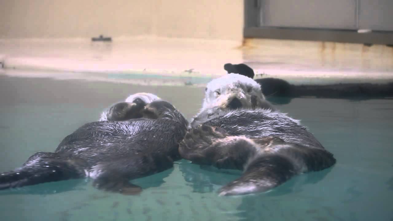 ぷかぷか漂うラッコ、ポテトとメイ(鳥羽水族館) - YouTube