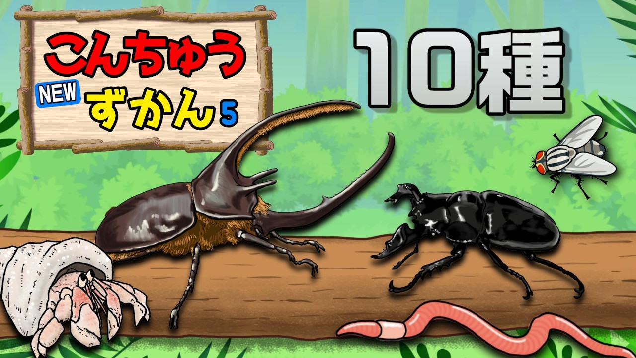 Children's animation] New! Insect encyclopedia 5 (Rhinoceros