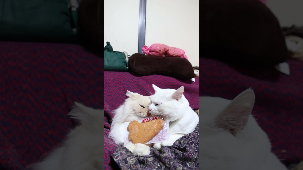 鳩サブレー 260216 #のせ猫 #cat #cute #ねこ #猫のいる暮らし #ネコ