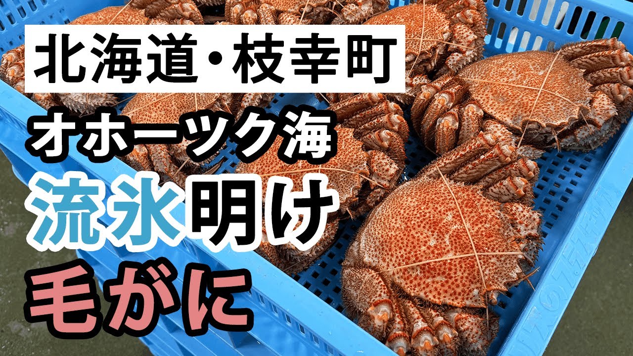 北海道オホーツク海産特大毛ガニ（姿） 約770g | 感動いちばオンライン