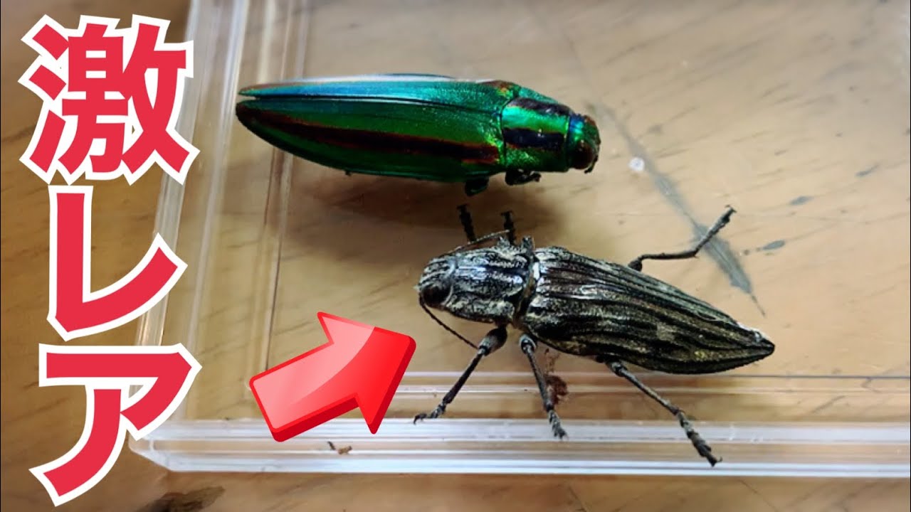 激レア】玄関開けたら幻の甲虫が飛んできた！！【ウバタマムシ準絶滅