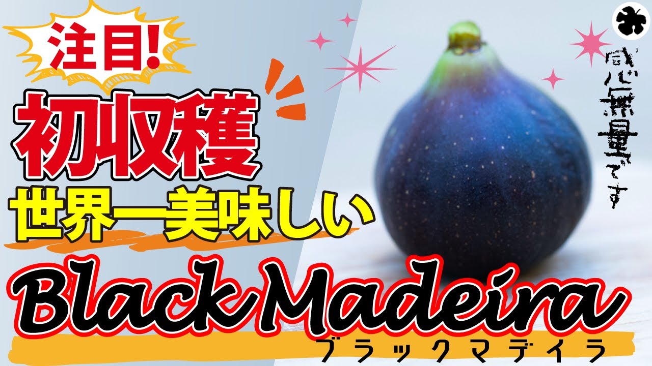 Fig] Progress report on Black Madeira cultivation. Delicious! (How