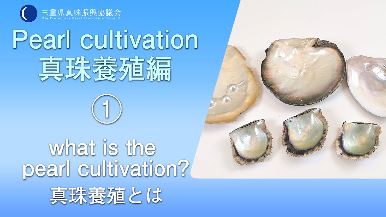 簡単な英語で真珠を説明してみよう！養殖編① 真珠養殖とは？ What is