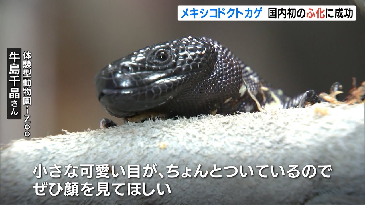 貴重なトカゲ 国内初のふ化に成功（静岡県） - YouTube