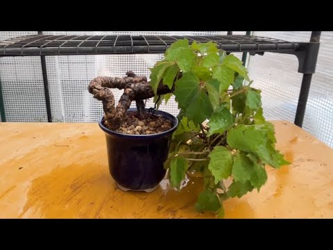 ツタ盆栽を二回りほど小さな鉢に植え替え！Repotting the ivy bonsai