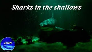Sharks in the shallows RESIN ART / 浅瀬のサメ【レジン】 - YouTube