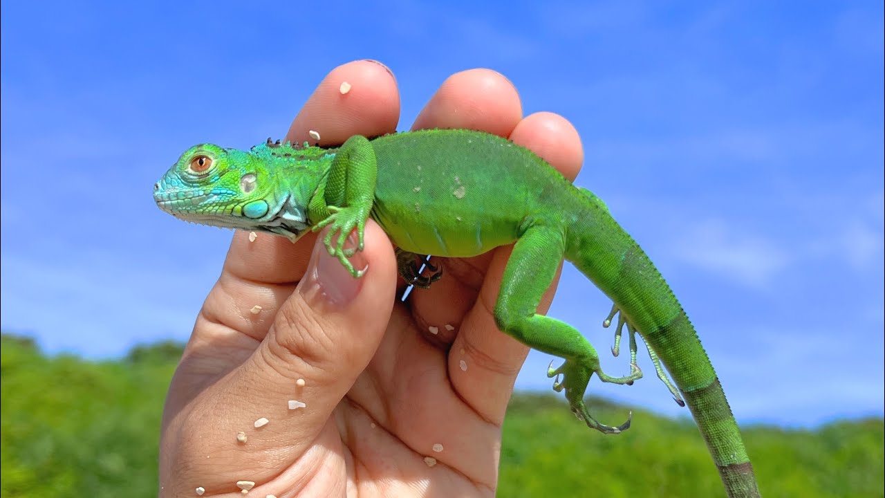 Finally captured the green iguana, an alien species that became