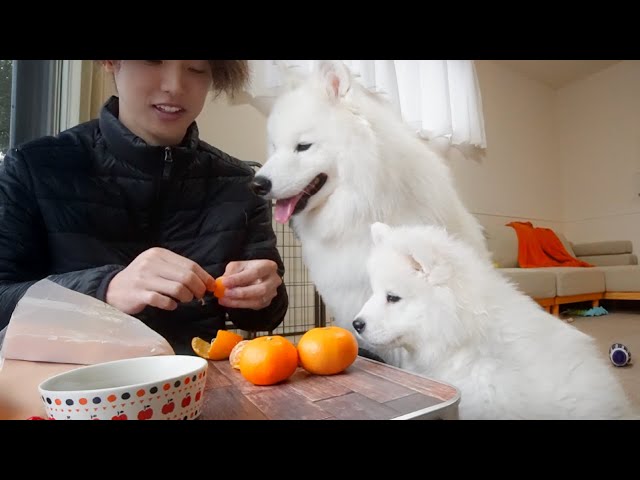 Baby Samoyed Copies Big Brother and Learns to Beg - YouTube