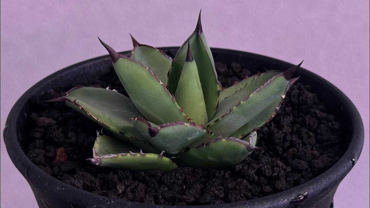 アガベ・笹の雪×イシスメンシス ハイブリッド（芽）-002｜ agave