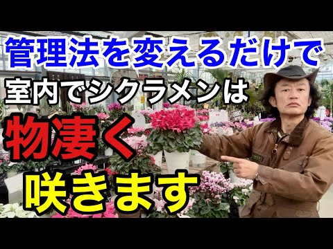 I didn't know] I'll teach you how to care for your cyclamen in a