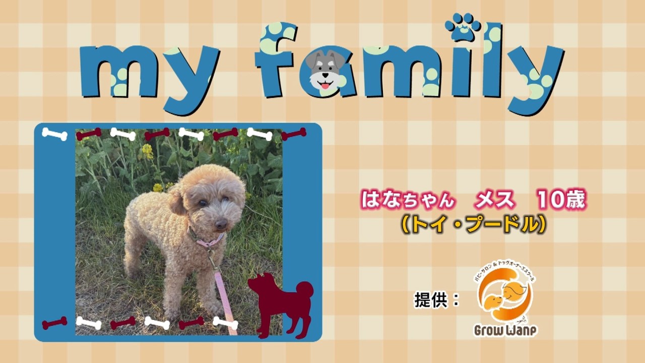 my family #52 はなちゃん #トイ・プードル - YouTube