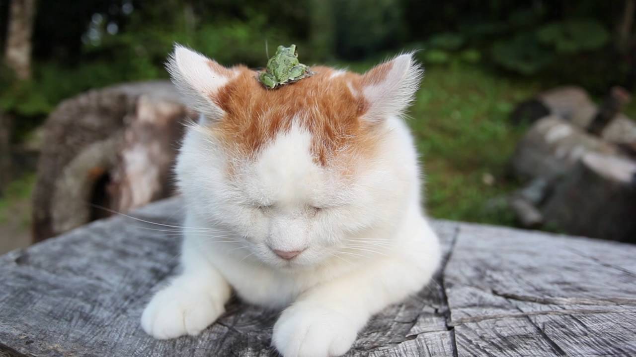 maxresdefault.jpg?sqp=-