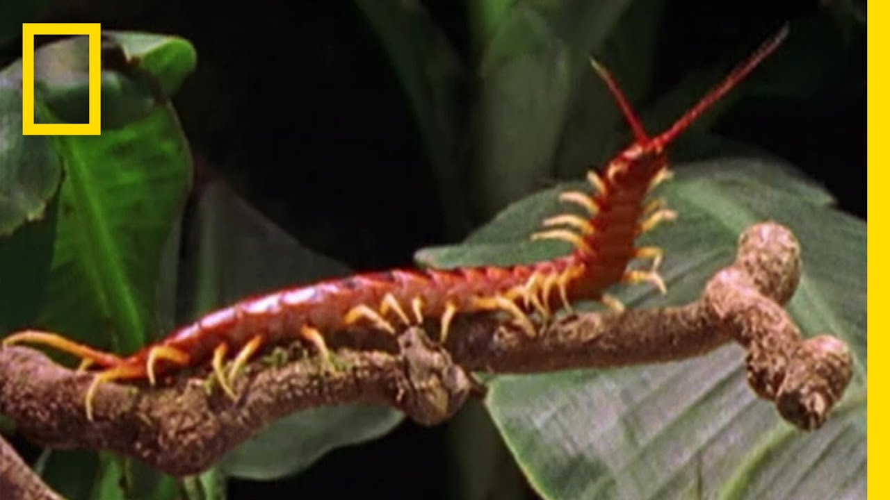 ジャイアントオオムカデの狩り | ナショジオ - YouTube