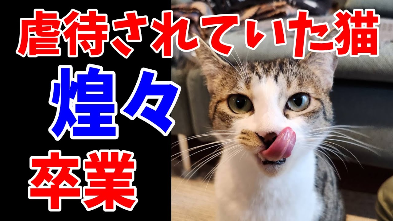 虐待されていた猫⑨煌々、里親さんに引き取られました。 - YouTube
