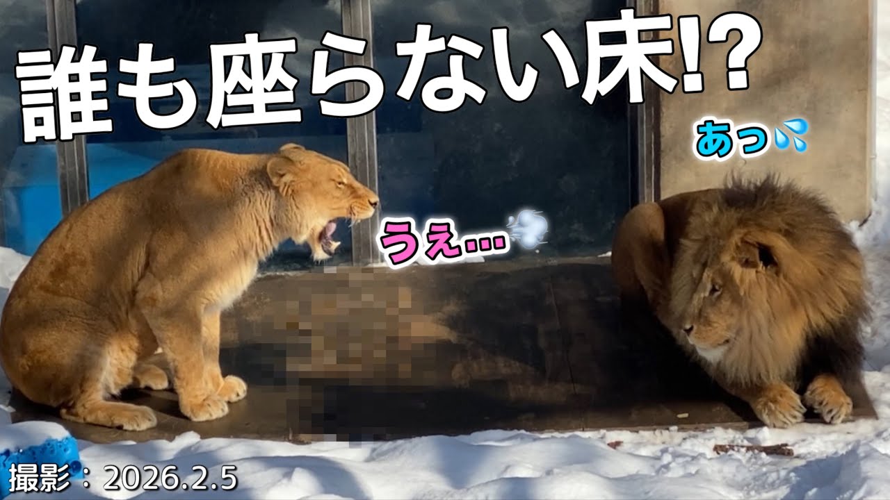 Stuck! Want to sit, but can't. Why? Lion & Tiger Family Vol. 741