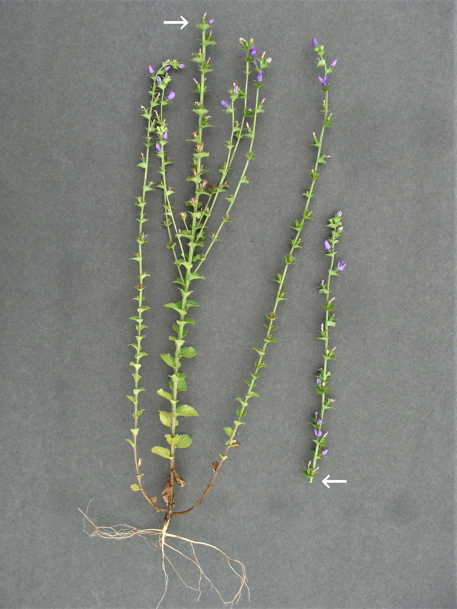 Know Your Natives – Clasping Venus' Looking Glass | Arkansas