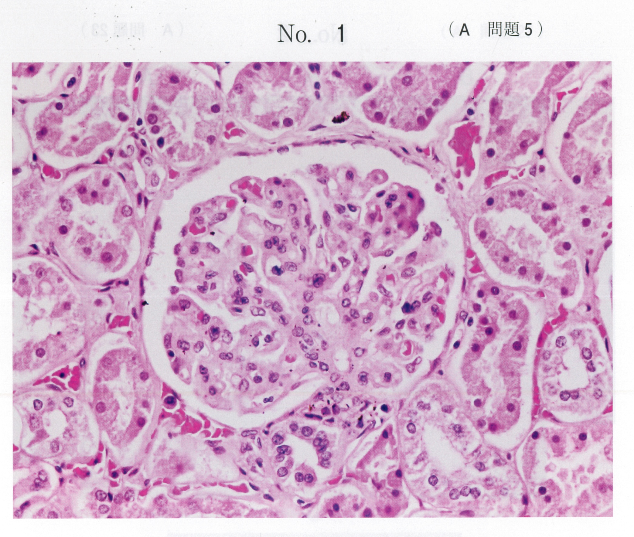 第119回 歯科医師国家試験 A問題 （2026年2月5日更新） | DENTAL YOUTH