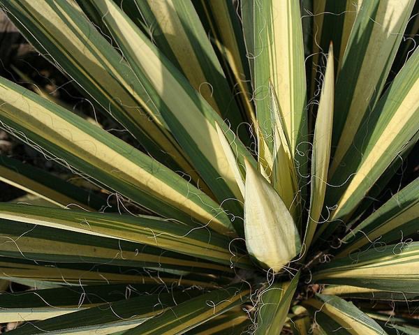 Yuccas are Versatile Plants