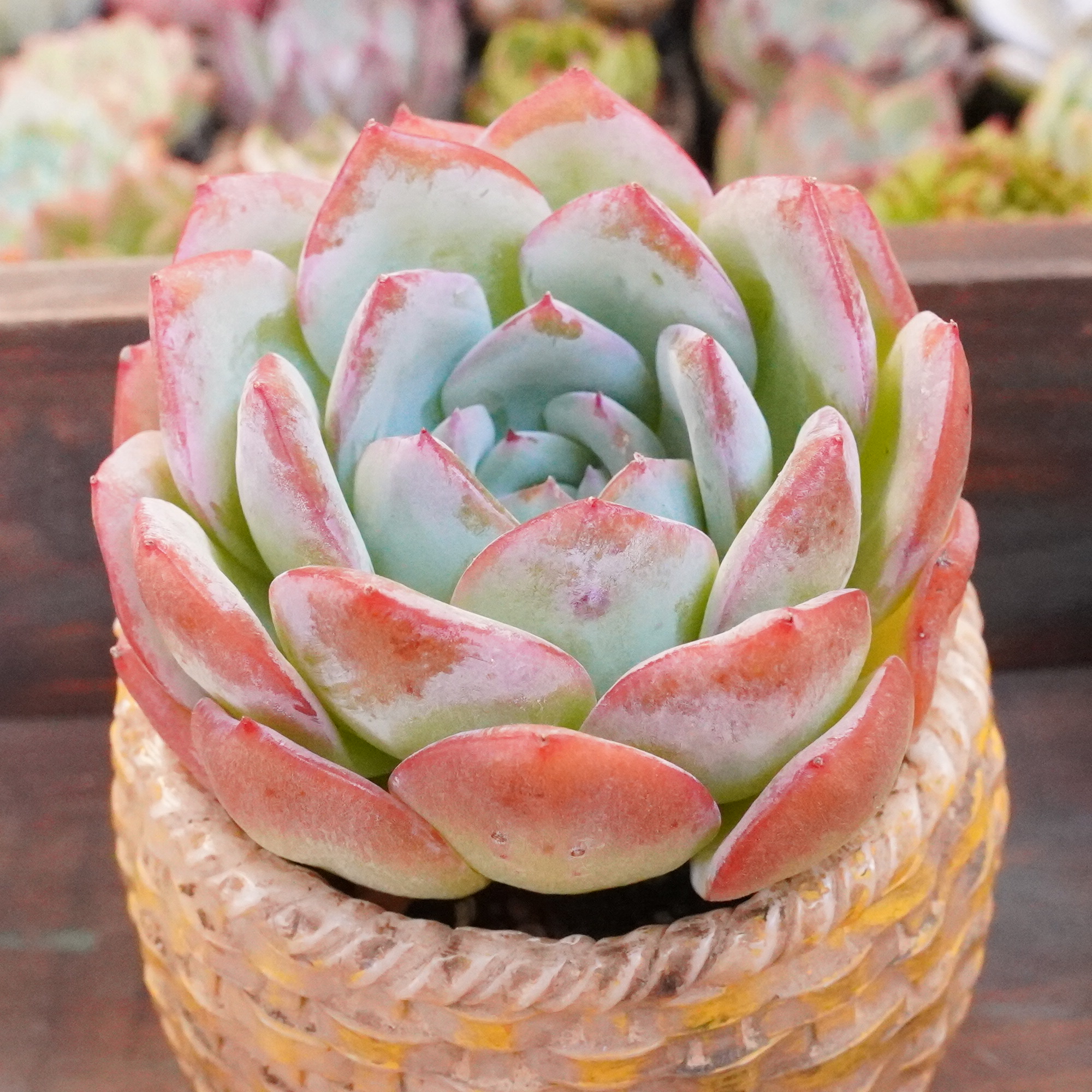 エリキュラミス】の紹介ページ｜E-TANIKU（イータニク）