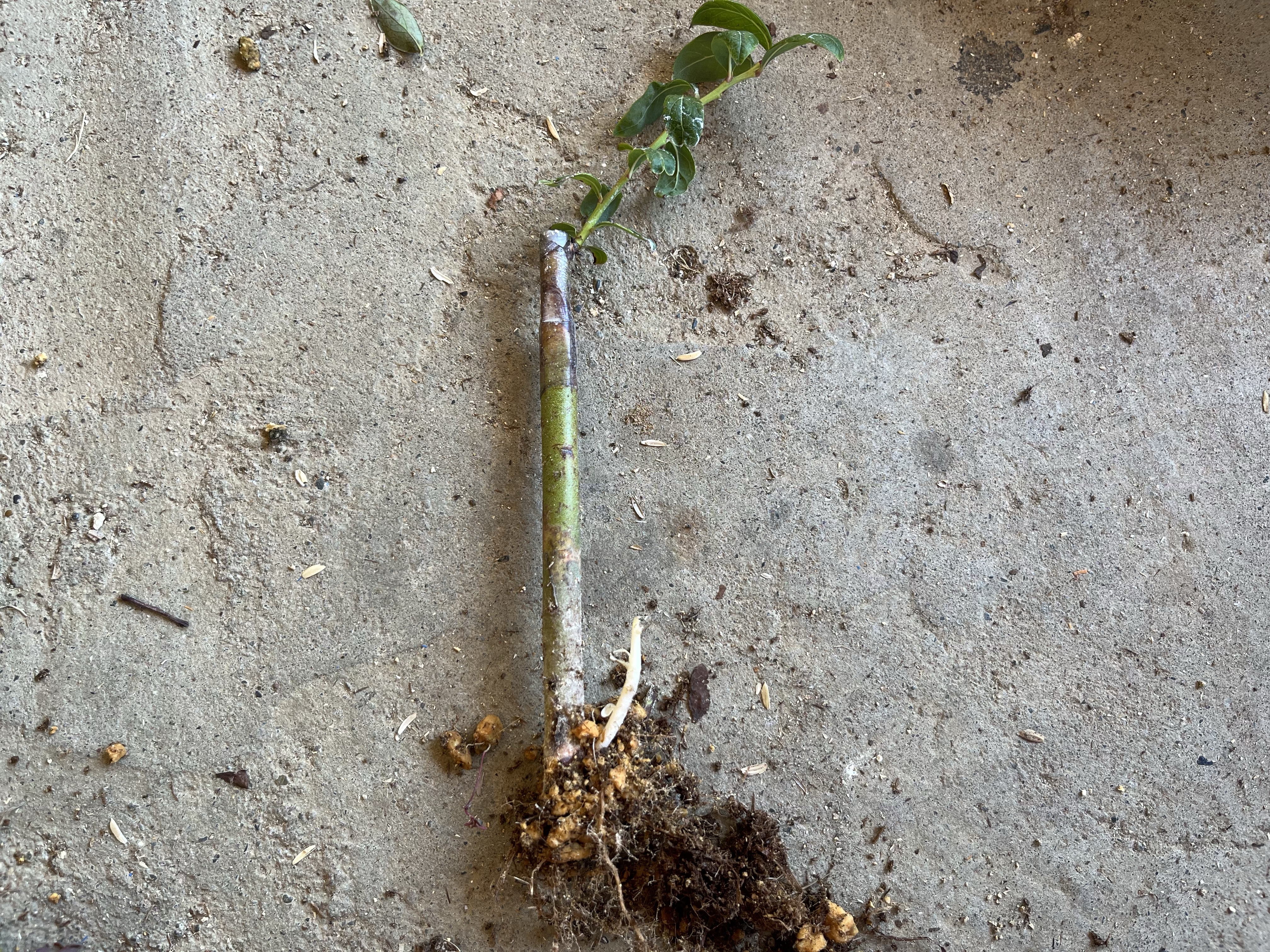 ブルーベリーの接木挿し100本 | 藤崎ブルーベリーファーム