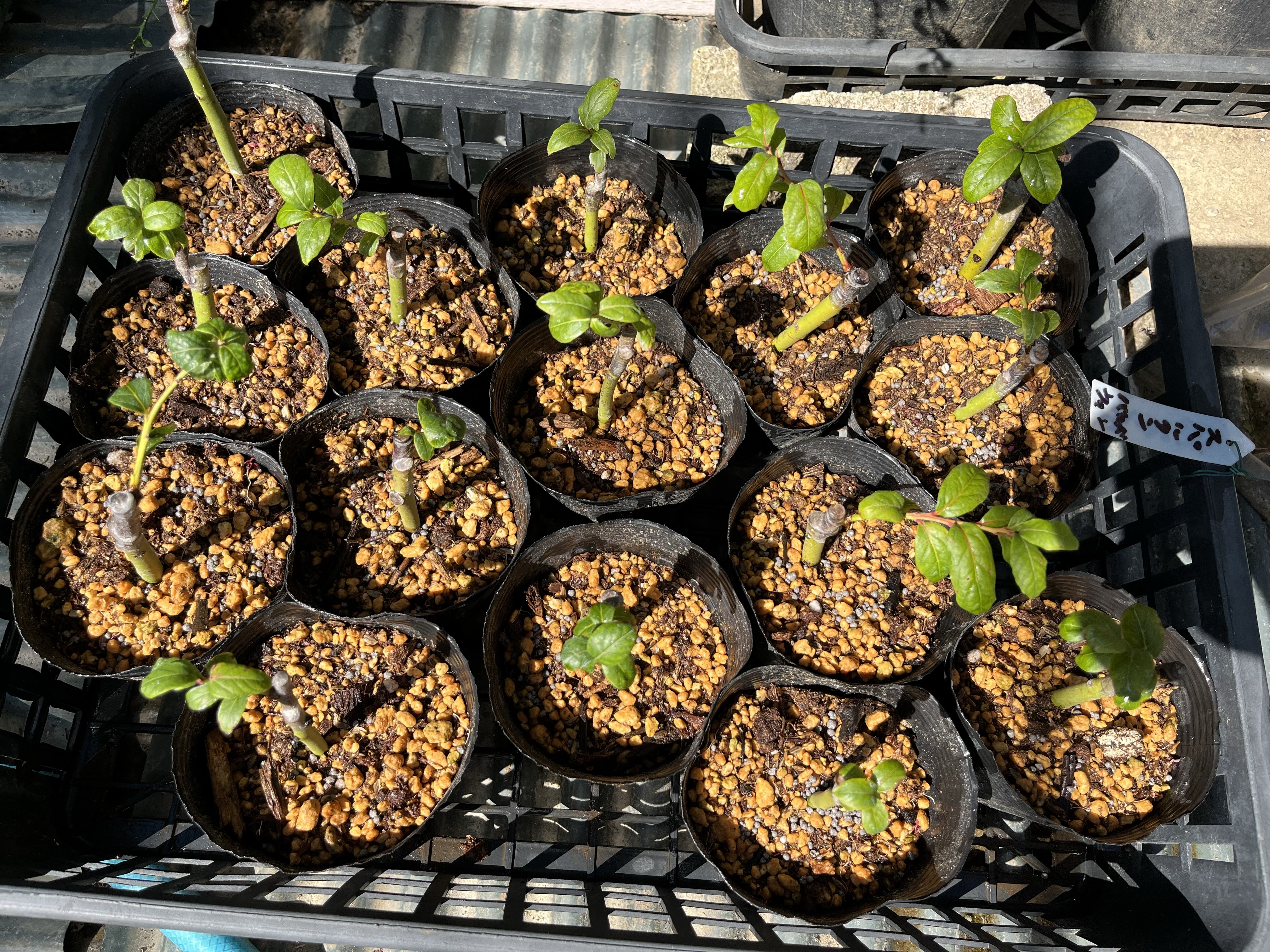 ブルーベリーの接木挿し100本 | 藤崎ブルーベリーファーム