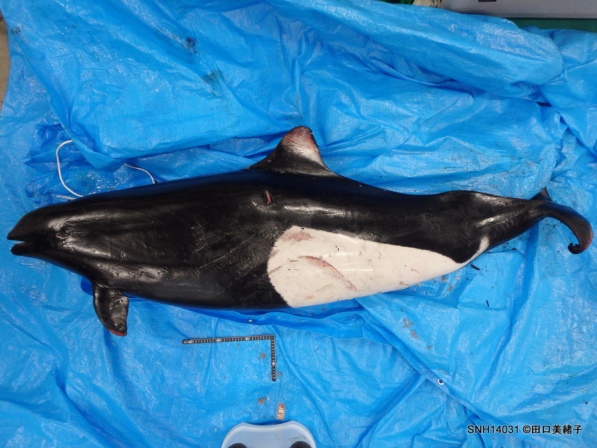 SNH14031 [混獲] 石狩市(日本海) イシイルカ(イシイルカ型