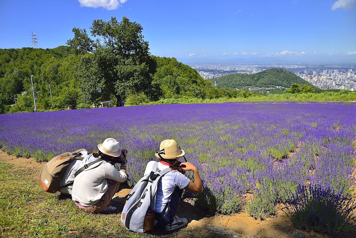 絶景！ 「幌見峠ラベンダー園」開園 | 北海道Style