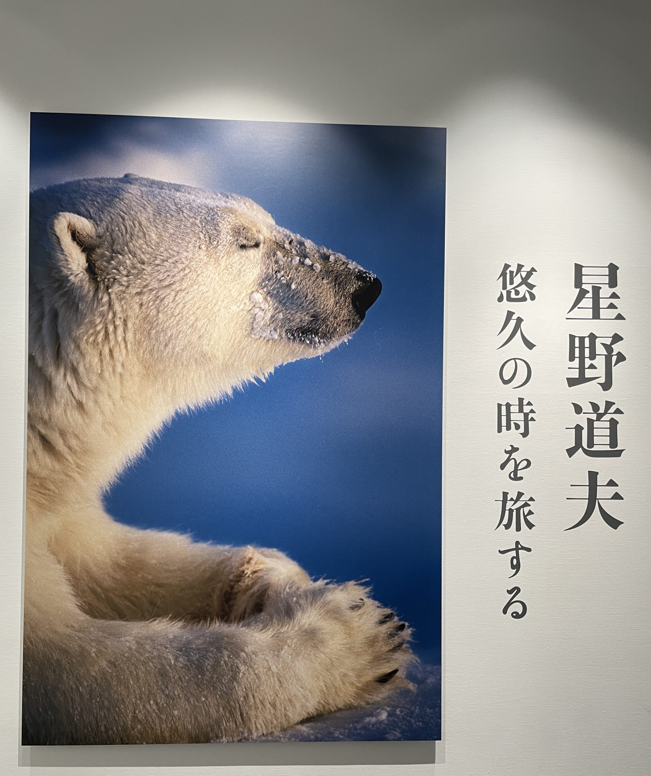 動物写真家、星野道夫「悠久の時を旅する」写真展に行ってきました