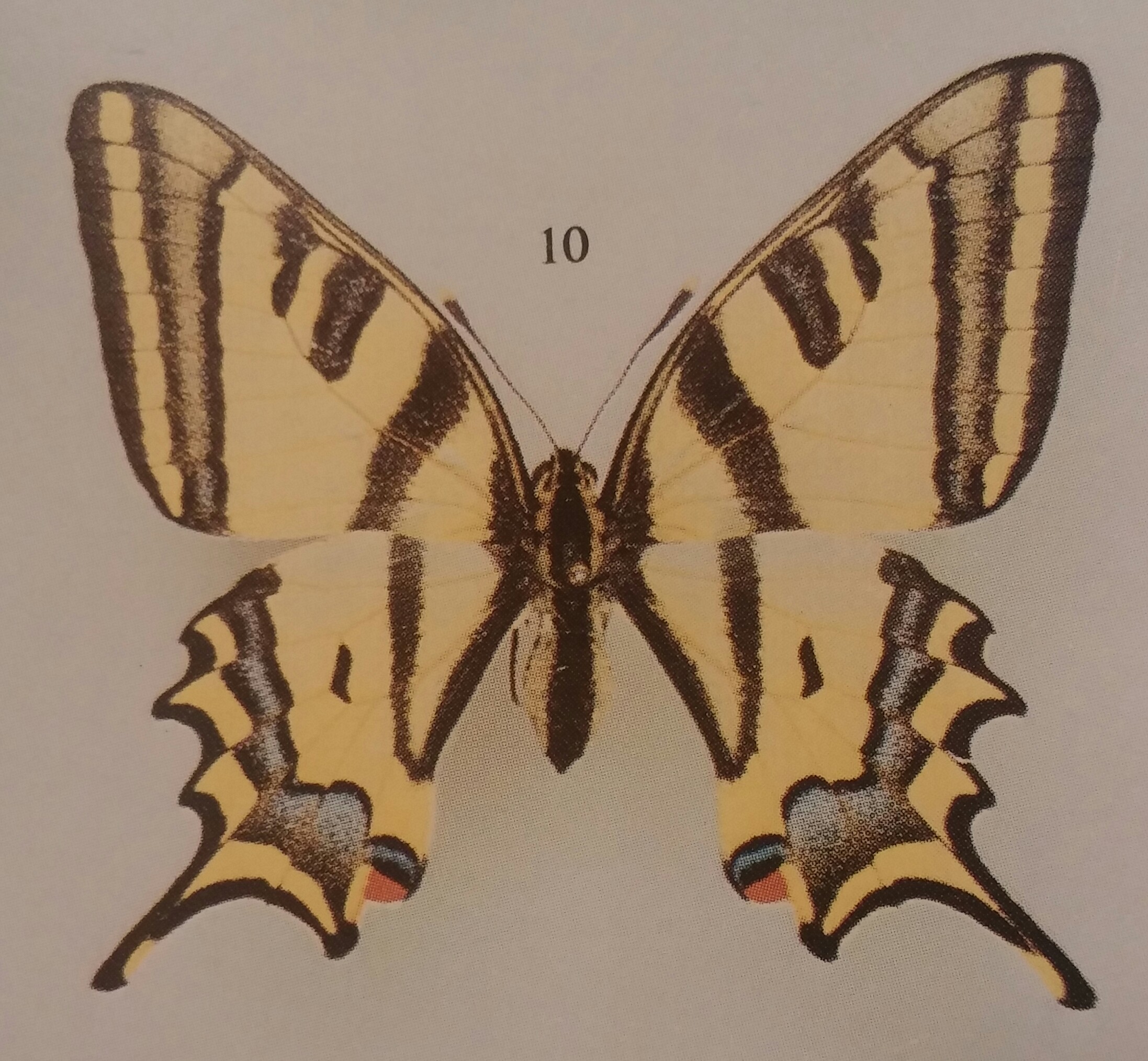 台湾の蝶32『消えたキアゲハ 完結編』 | 蝶に魅せられた旅人