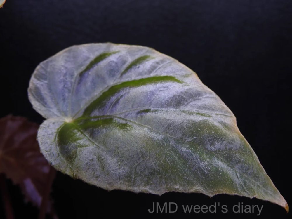 ベゴニアsp.ジュラウ ぼっち株❣️Begonia sp.Julau Bocchi 原種