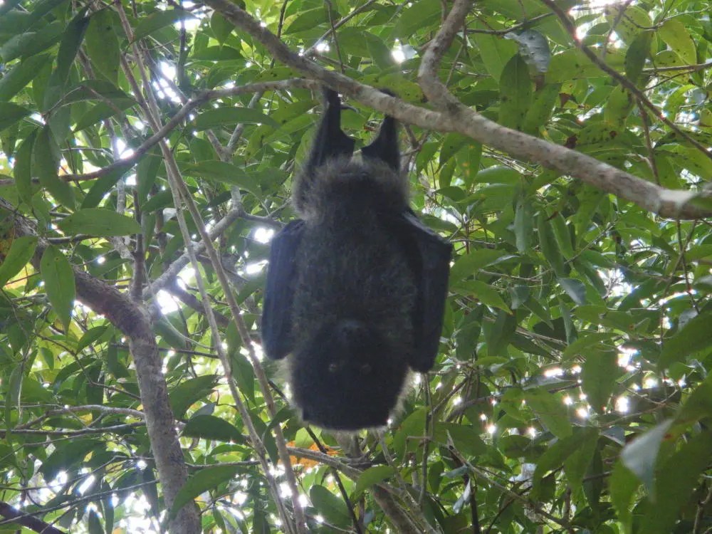 小笠原に来なくてはいけない理由、その45「海洋島にたどりつける唯一の