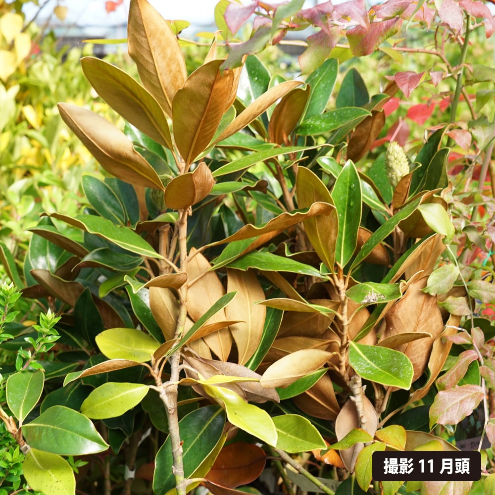 タイサンボク リトルジェム /908 リトルジェム タイサンボク の特徴と