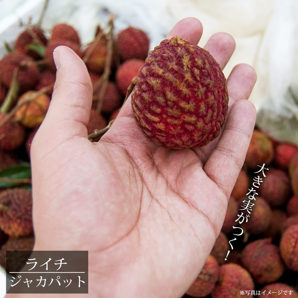 ジャカパット レイシ・ライチ の特徴と育て方 | 苗木部の部室 〜苗木