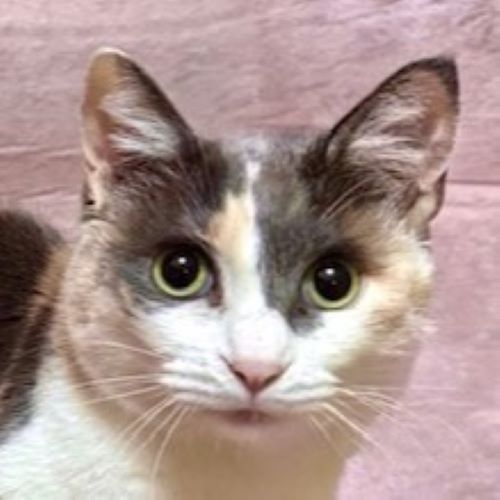 しあわせにゃんこ 東京の千駄木・谷中で活動中の猫の譲渡会グループです。