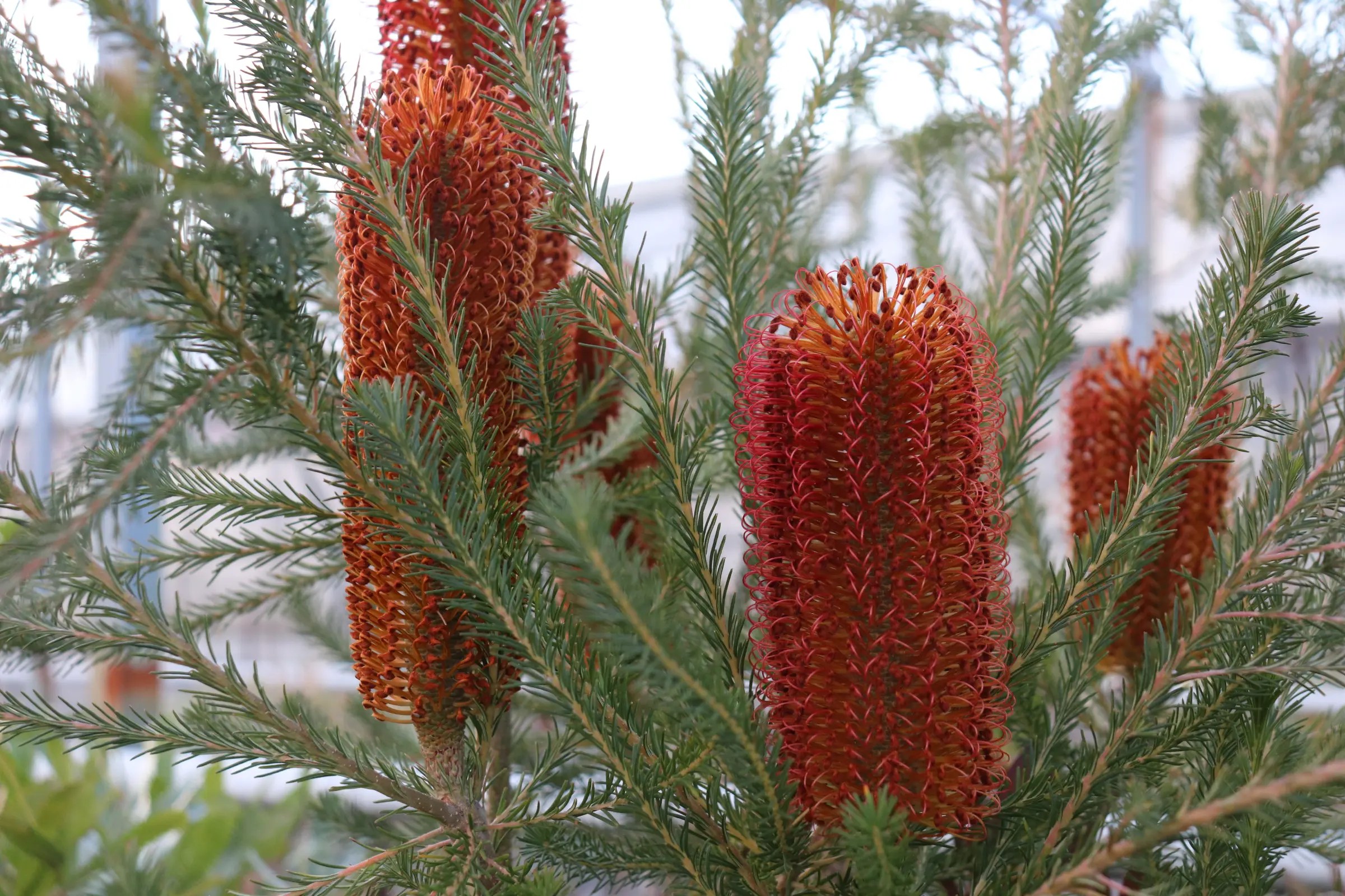 バンクシア エリキフォリア （エリシフォリア） ヒースバンクシアの