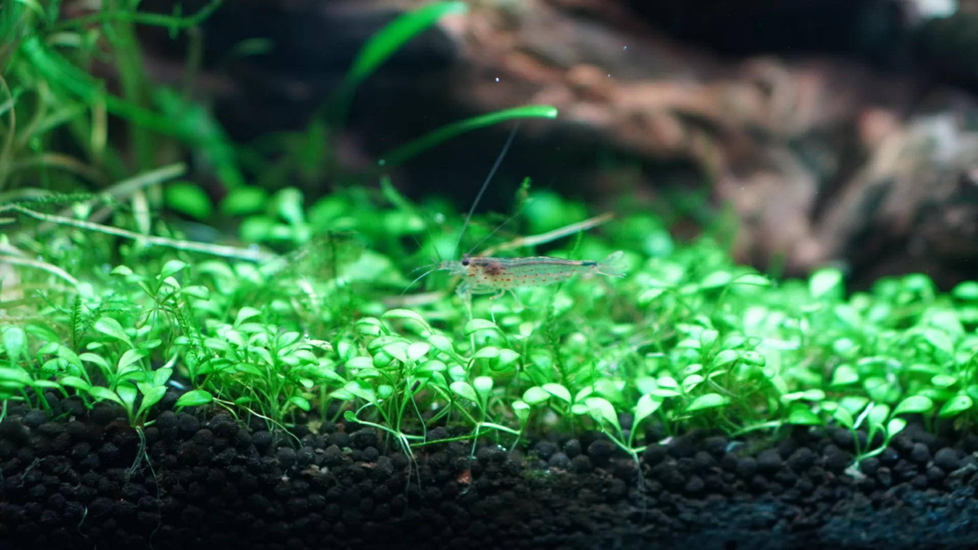 レビュー】ADA プロシザース ウェーブのススメ【アクアリウム