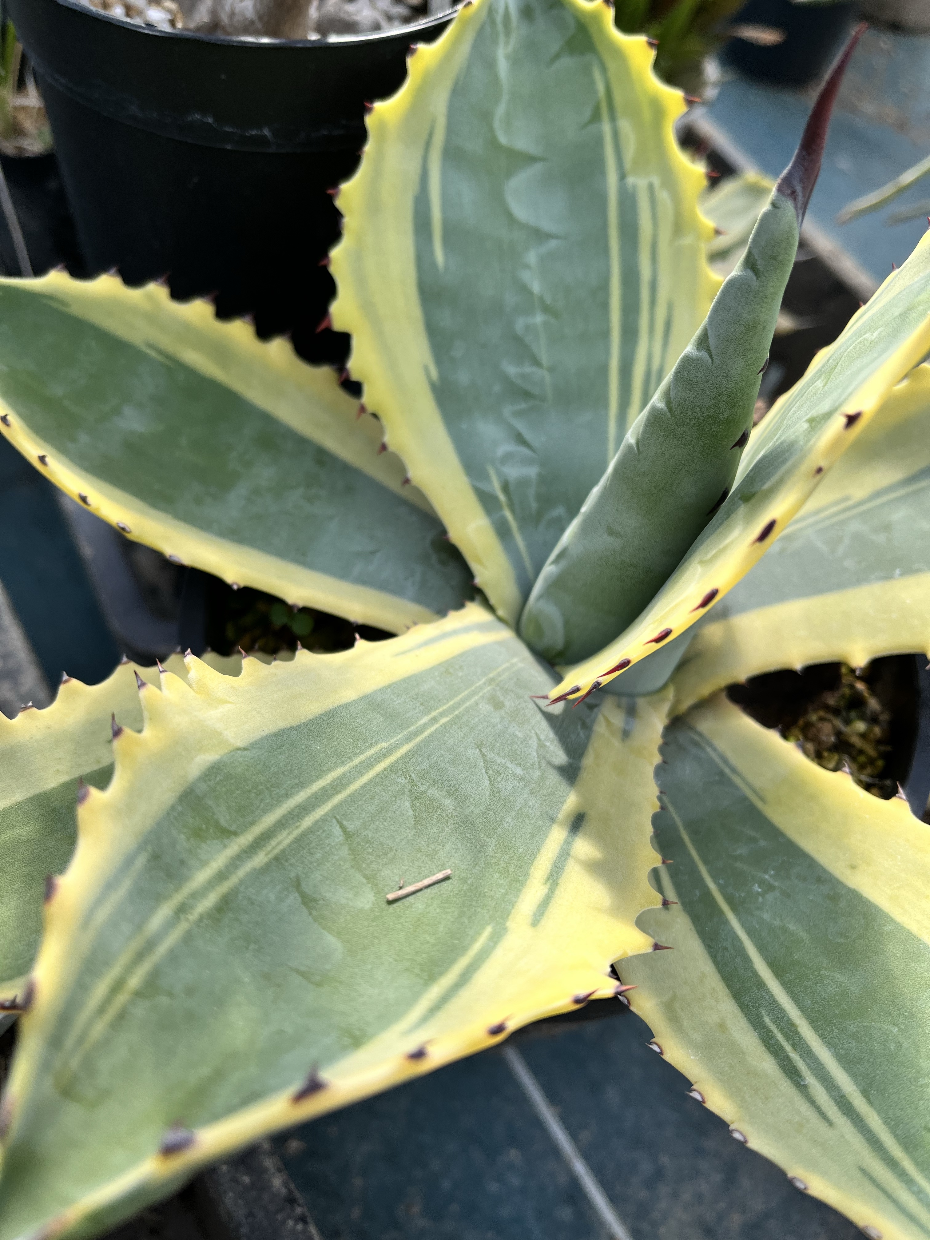 冬のアガベの様子 ｜ mokubaraya もくばらや