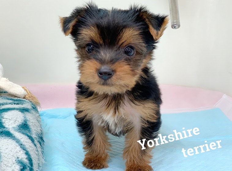 札幌 ペットショップ | ペットハウステンテン |トリミング | 猫