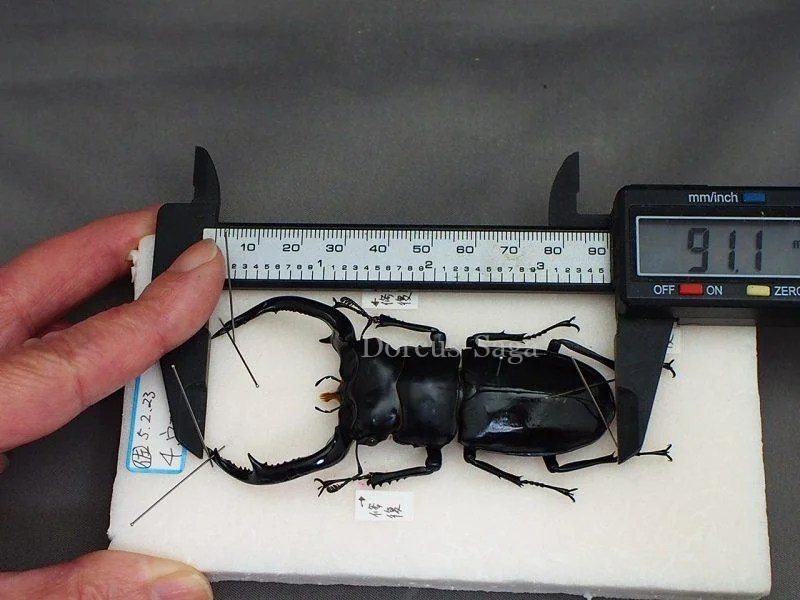 クワガタ標本 | Dorcus-Saga