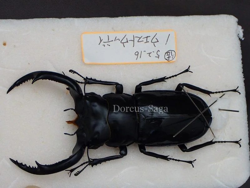 クワガタ標本 | Dorcus-Saga