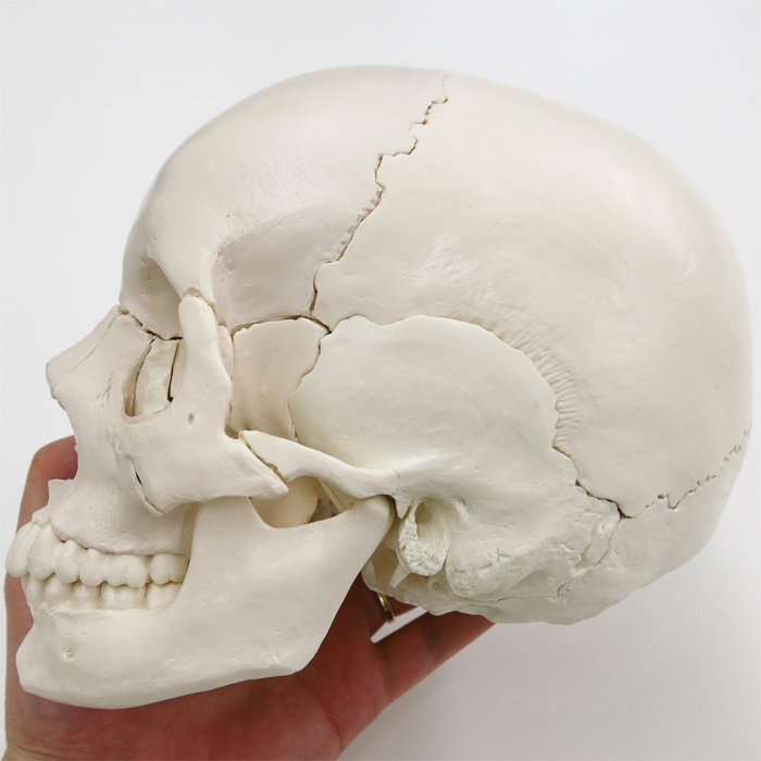 人体模型 頭蓋骨/22分解